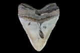 Bargain, Megalodon Tooth - North Carolina #82921-2